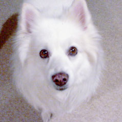 cesar