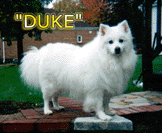 Duke