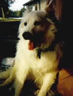 oliver