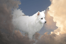 polar