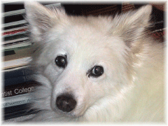 prissy