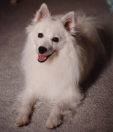 tiko