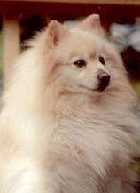 tollie