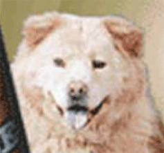 oscar