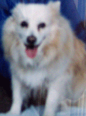sarge